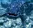 Coelacanth
