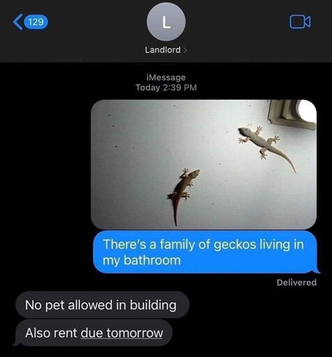 texting thread to Landlord; tenant: image of geckos on a wall "There's a family of geckos living in my bathroom" / Landlord: "no pet allowed in building" "also rent due tomorrow"